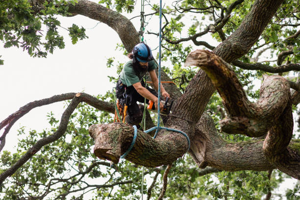 Reliable Swedeland, PA Tree Services Solutions