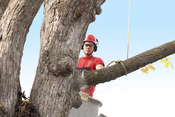 Best Tree Risk Assessment  in Swedeland, PA